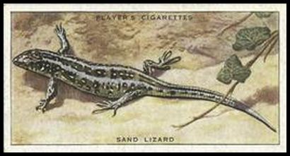 39 Sand Lizard
